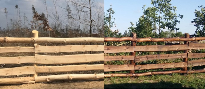 Płot sosnowy pomalowany jasnym dziegciem